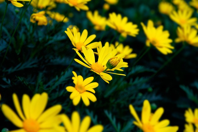 Free Flower Desktop Backgrounds photo and picture