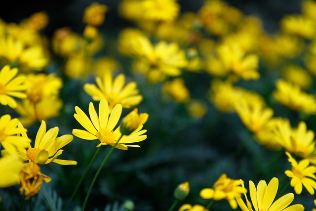 Free Flower Desktop Backgrounds photo and picture