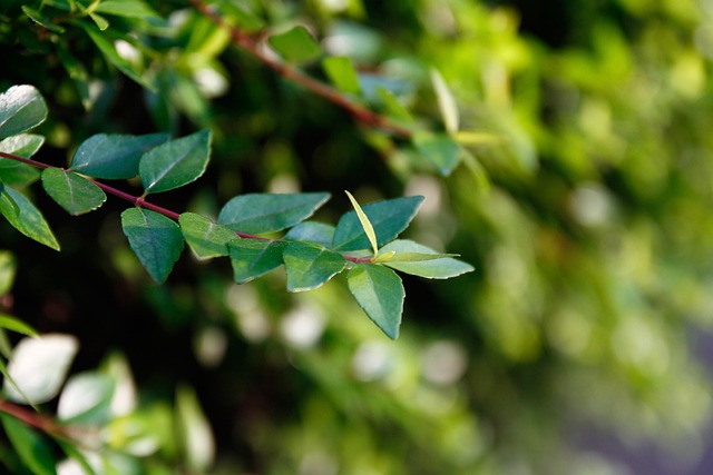 Free Green Leaf Free Wallpaper photo and picture