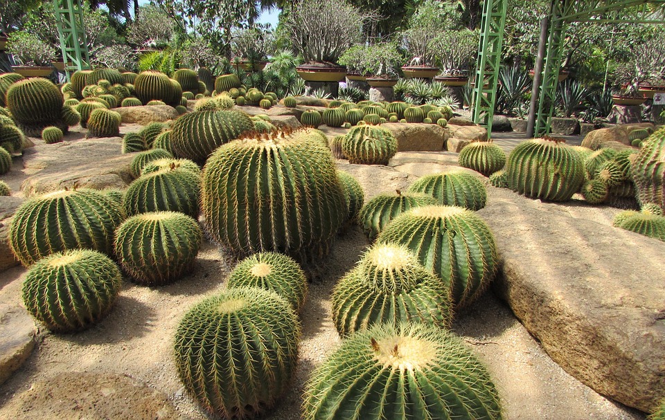 800+ Gambar Flora Kaktus HD Paling Baru 800+ Gambar Flora Kaktus HD Paling Baru
