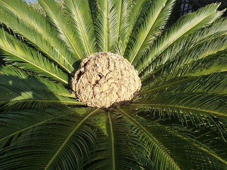 Free Palm Tree Fruit photo and picture