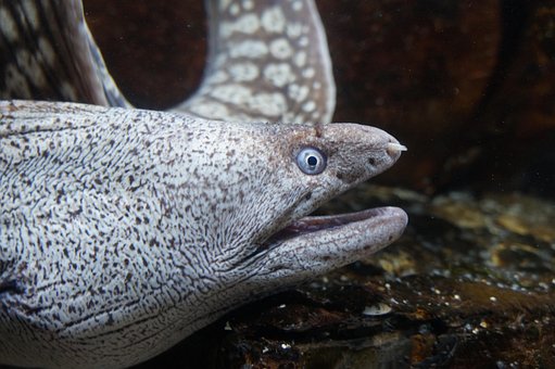 Moray Ål, Farlig, Lang