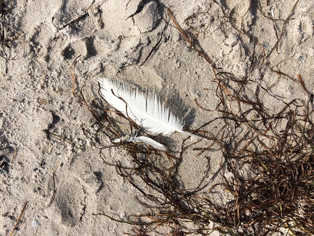 Free Spring Sand photo and picture