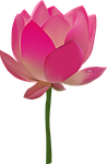 flower, tropical, hibiscus
