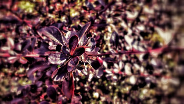 Strauch, Rot, Bush, Bewaffnung