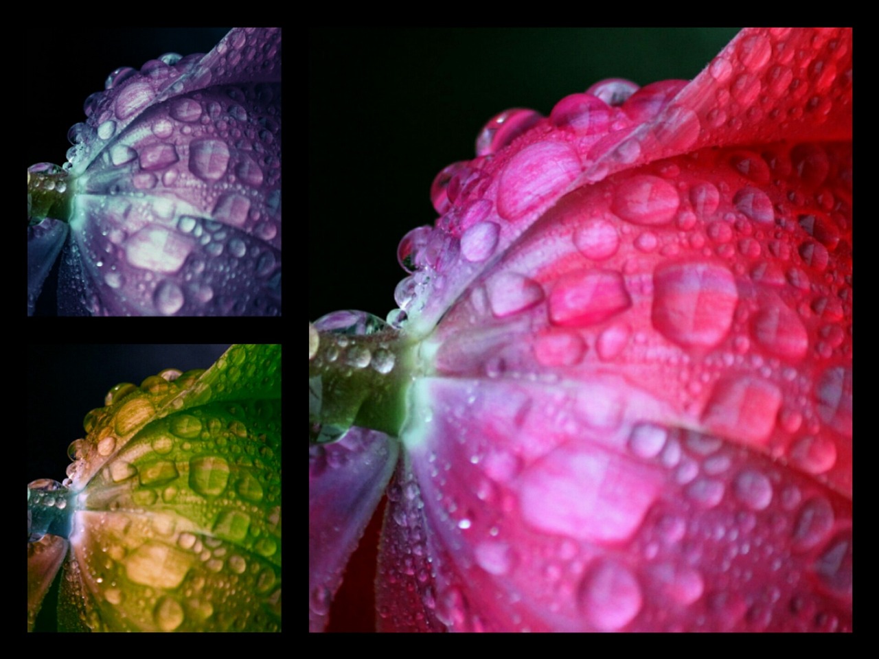 Flower - free online jigsaw puzzle photo