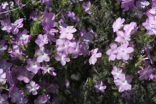 Bloesem, Natuur, Plantaardige, Wild