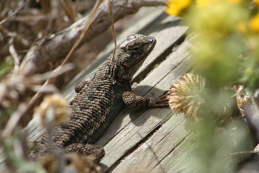 Wild, Dier, Natuur, Dieren In Het Wild