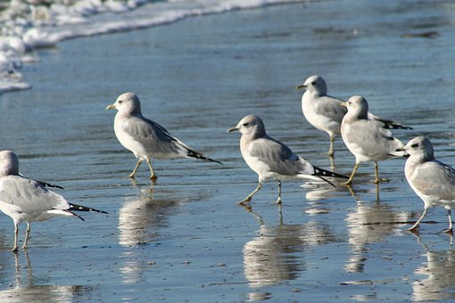 Vogelperspectief, Wild, Vogels, Dier