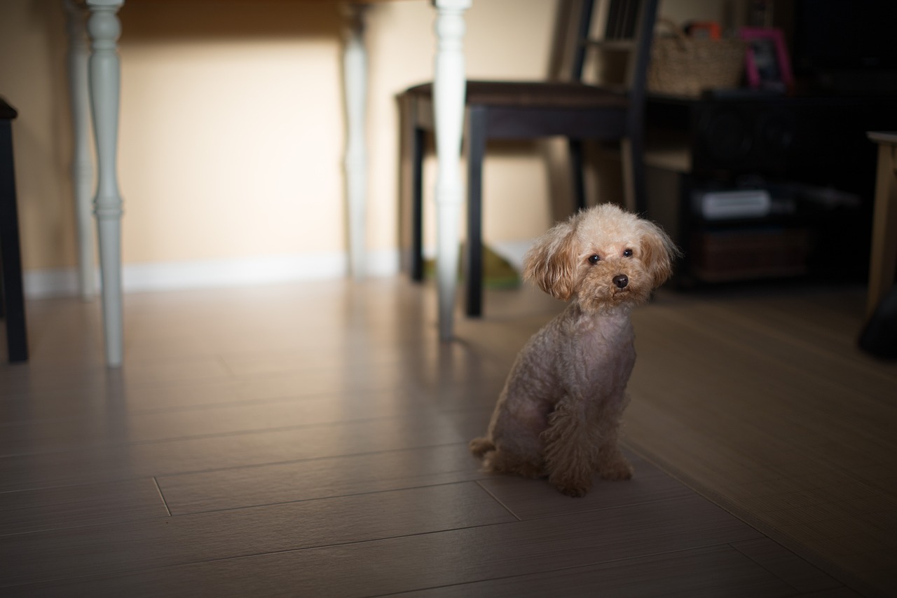 Poodle - free online jigsaw puzzle photo