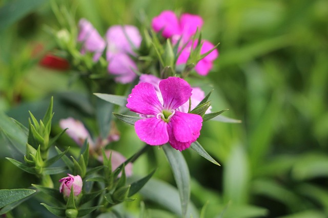 Free Flower Nature photo and picture