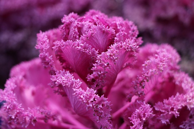 Free Flower Beautiful Flowers photo and picture