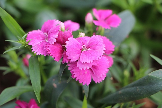 Free Flower Flower Background photo and picture