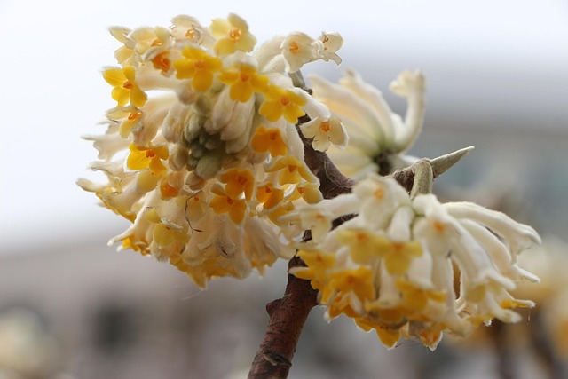 Free Flower The Pods photo and picture