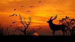 sunset, deer, trestle