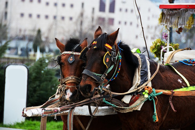 Free Horse Car Wallpapers photo and picture