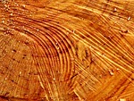 wood, tree, tribe