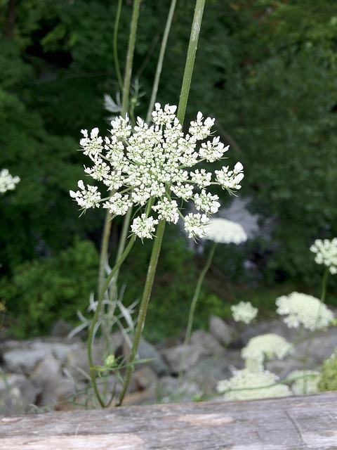 Free Flower Summer photo and picture