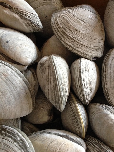 Free Clams Rhode Island photo and picture