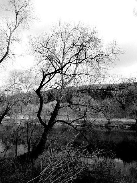 Free Black And White Tree photo and picture