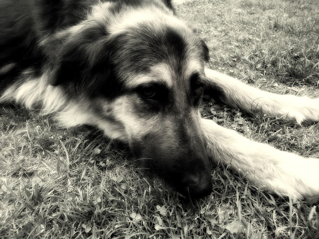 Free Dog Animal photo and picture
