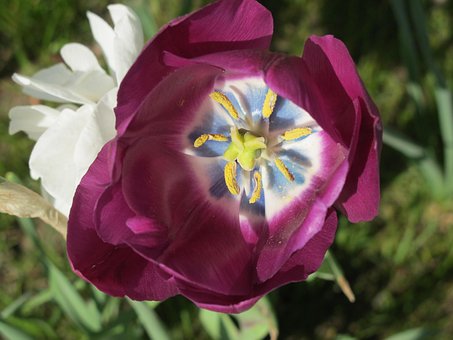 Free Flower Beautiful Flowers photo and picture