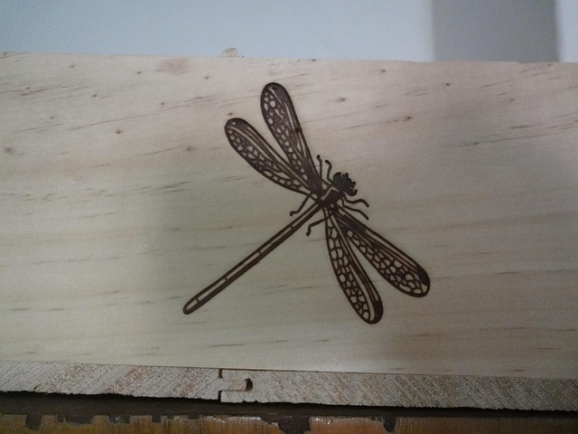 Free Drawing Insect photo and picture
