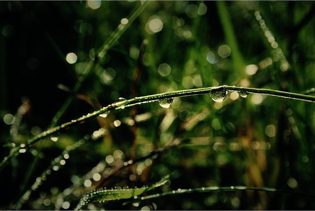 Hierba, Verde, Fondo De Pantalla Mac