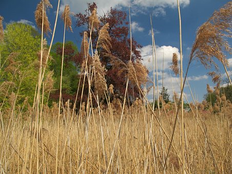 Free Reed Reed Grass photo and picture