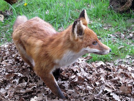 Free Animals Fox photo and picture