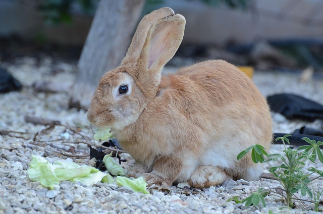 Free Rabbit Brown photo and picture