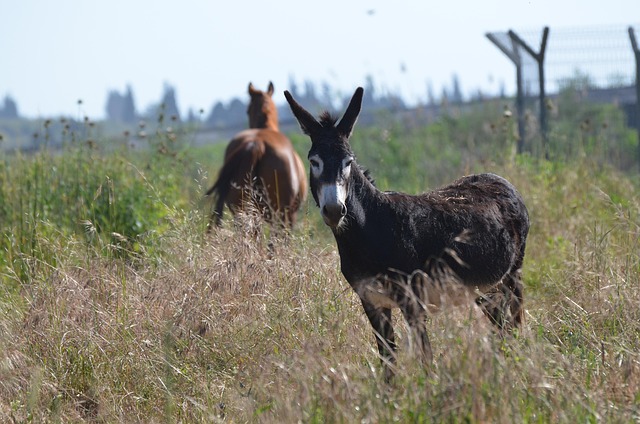 Free Donkey Nature photo and picture
