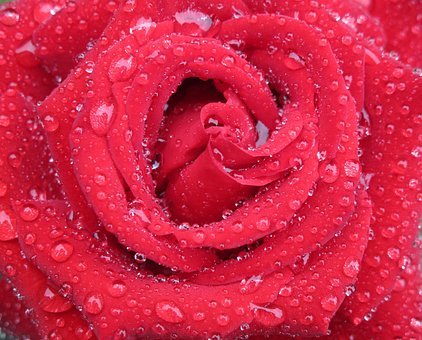 Free Roses Flower Wallpaper photo and picture