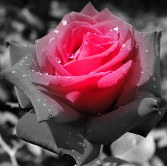 Free Rose Flower photo and picture