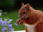 animal, squirrel, eat