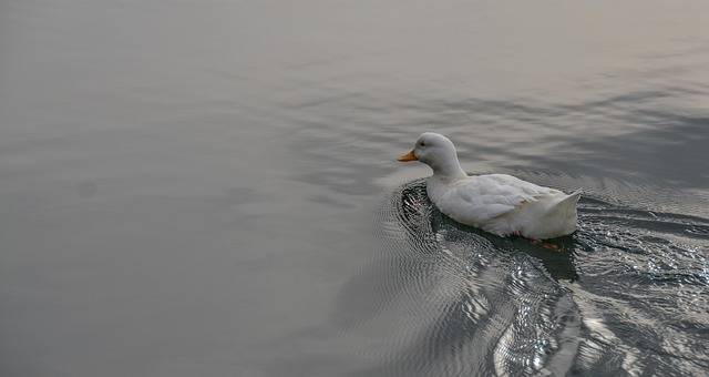 Free Duck That photo and picture
