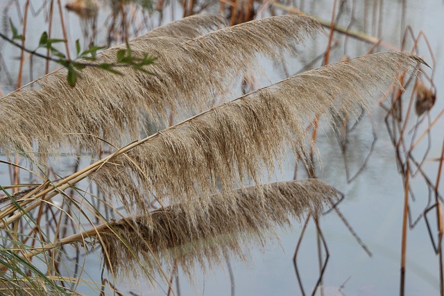 Free Reed Pond photo and picture