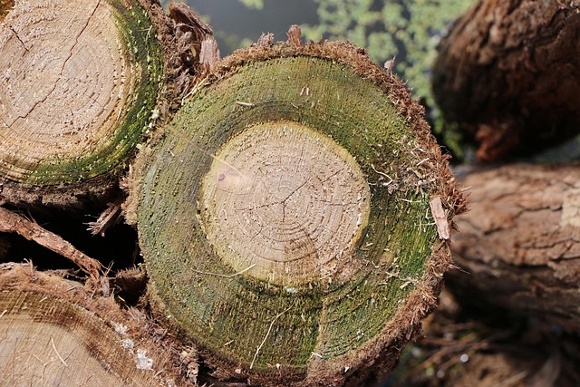 Free Stakes Moss photo and picture