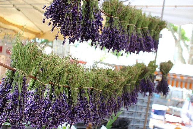 Free France Lavender photo and picture