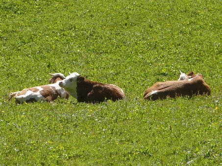 Free Cow Cows photo and picture