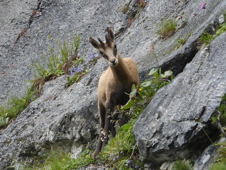 Free Chamois Mountains photo and picture