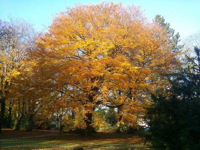 Free Tree Fall photo and picture