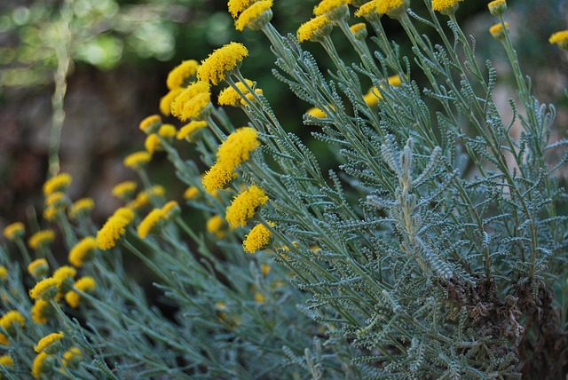 Veld, Bloemen, Kamille, Geel, Bloem