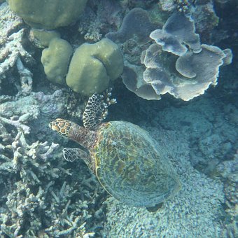 Free Maldives Water Turtle photo and picture