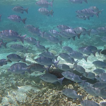 Free Sea Fishes photo and picture