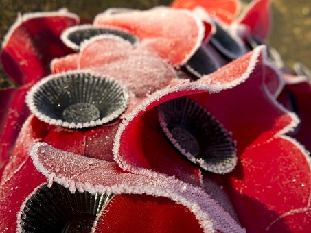 Free Poppies Remembrance photo and picture