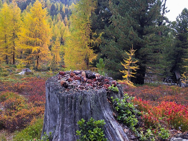 Free Fall Autumn Colors photo and picture
