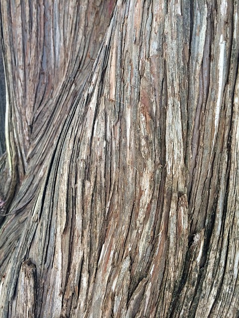 Free Texture Wood photo and picture