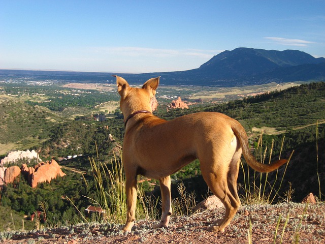 Free Dog Mountains photo and picture