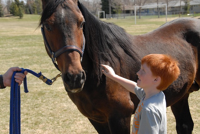 Arabisk Hest, Barn, Uddannelse, Dyr